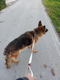 Cane pastore tedesco