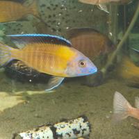 Ciclidi Malawi Aulonocara Stuartgranti usisya