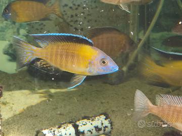 Ciclidi Malawi Aulonocara Stuartgranti usisya