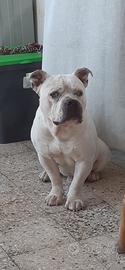 Maschio di american bully 5 anni