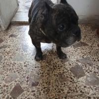 Bulldog americano micro