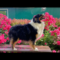 Bridget femmina di pastore australiano