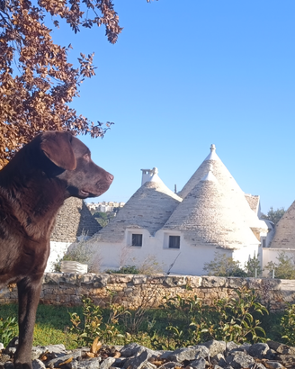 Labrador