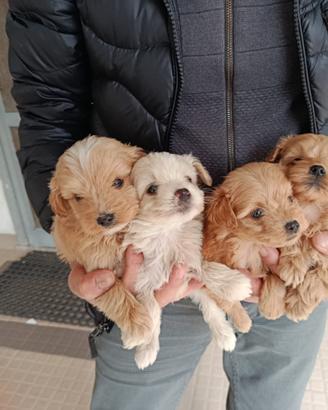 Maltipoo
