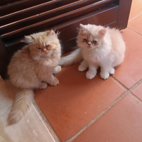 Gatti persiani ipertipici