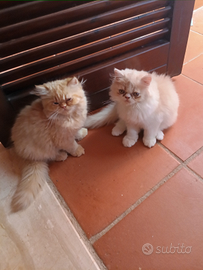 Gatti persiani ipertipici