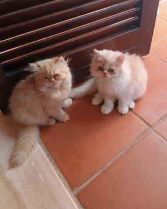 Gatti persiani ipertipici