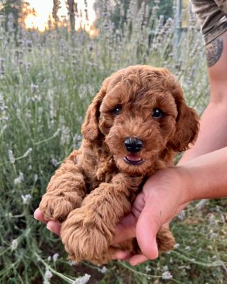 Cuccioli di Barboncino Red con pedigree ENCI