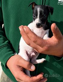 Pinscher chihuahua