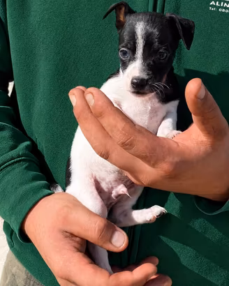 Pinscher chihuahua