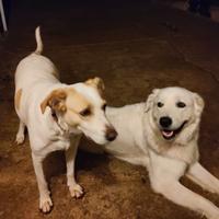 Cuccioli mix maremmano