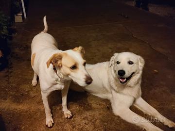 Cuccioli mix maremmano