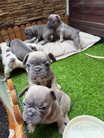 Bulldog francese