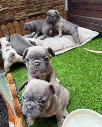 Bulldog francese