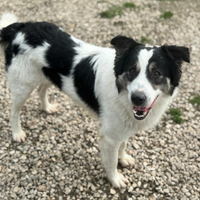 Aurelio 1 anno taglia media