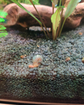 Lumache per acquario