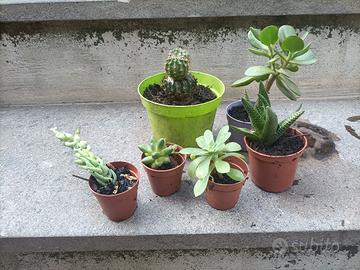 Varie piante