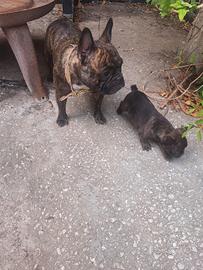 BULLDOG FRANCESI