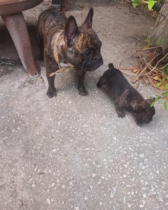 BULLDOG FRANCESI