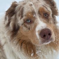 Pastore australiano per monta