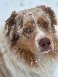 Pastore australiano per monta