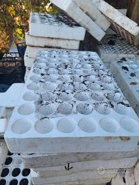 GRATIS: Contenitori in polistirolo per Vivaio