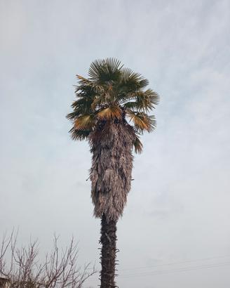 Palma