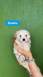 Maltipoo