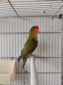 Inseparabili