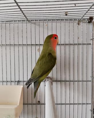 Inseparabili