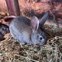 Conigli giganti delle fiandre