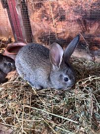 Conigli giganti delle fiandre