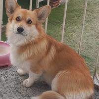 Welsh corgi pembroke accoppiamento