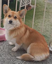 Welsh corgi pembroke accoppiamento