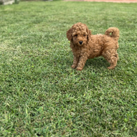 Cuccioli barboncino nano