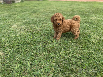 Cuccioli barboncino nano