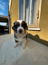 Cucciole Pastore Australiano