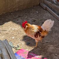 Gallo