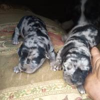 Cuccioli taglia media