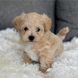 Maltipoo toy