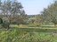 Immagine 6