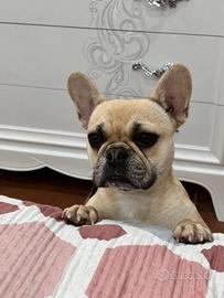 bulldog francese 
