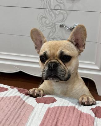 bulldog francese 
