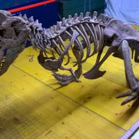 Modellino Scheletro Dinosauro