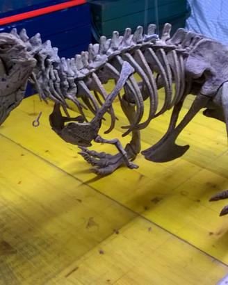 Modellino Scheletro Dinosauro
