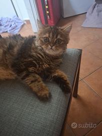 gatti 