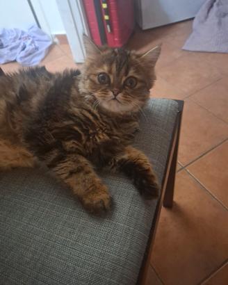 gatti 