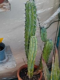 cactus 25 cm x 70 cm
