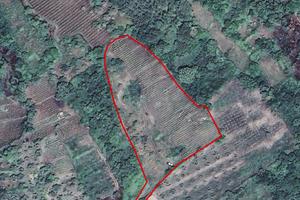 Terreno agricolo con vigneto in Loc. Tziu Serra