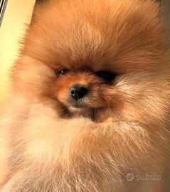 Spitz Nano di Pomerania
